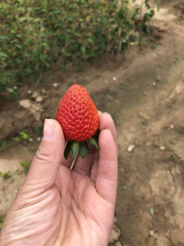 雪里香草莓苗