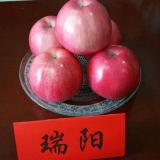 供應(yīng)華碩蘋果苗、華碩蘋果苗價格以及種植預(yù)算