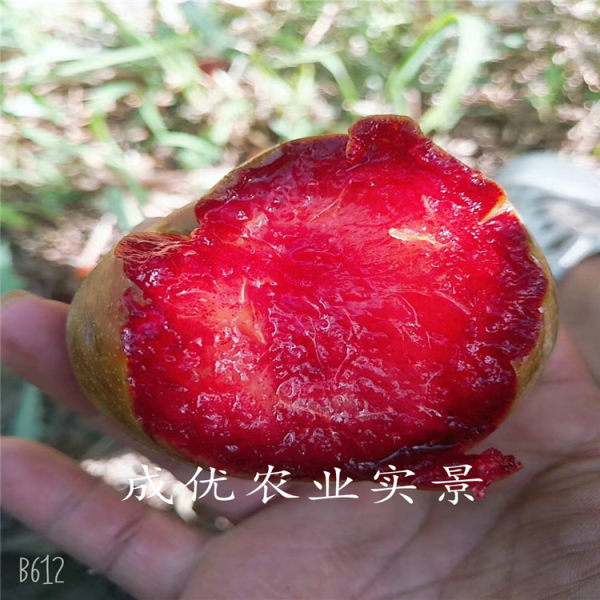 味帝李子树苗