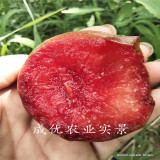 味帝李子品種苗,味帝李子樹小苗市場,李子苗多少錢