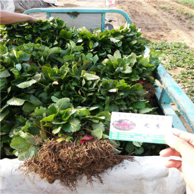 脱毒2代妙香7号草莓苗 妙香7号草莓苗纯正基地