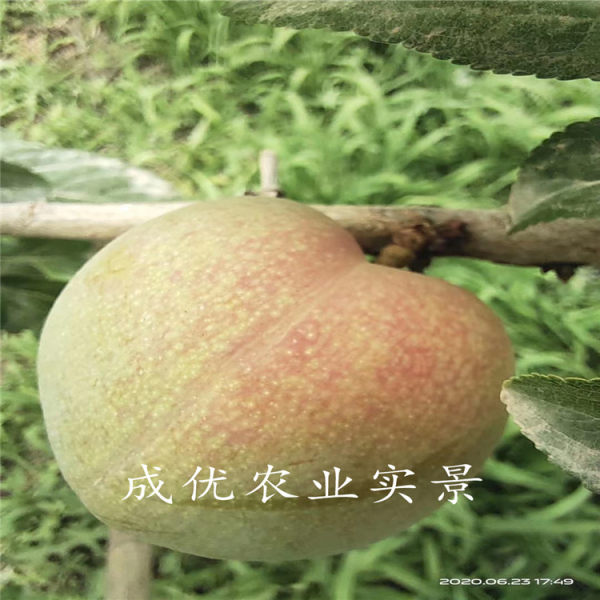 李子樹(shù)苗品種