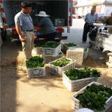 脫毒天仙醉草莓苗哪里便宜 天仙醉草莓苗靠譜育苗基地