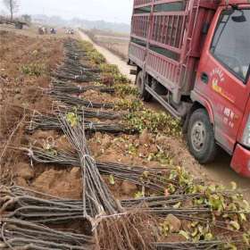 供应新梨七号梨树苗、新梨七号梨树苗批发多少钱一颗