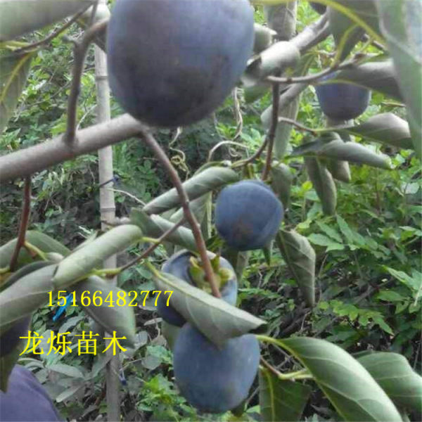 黑柿柿子苗