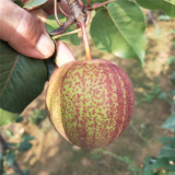 山東早酥紅梨樹苗 泰安早酥紅梨樹苗價格信息