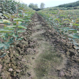 哪里卖水蜜桃苹果苗 水蜜桃苹果苗一棵多少钱