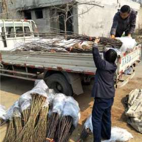 供应酥脆一号梨树苗、酥脆一号梨树苗今年报价信息