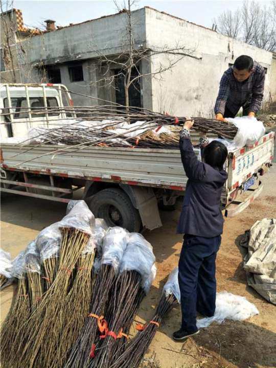 梨樹(shù)苗