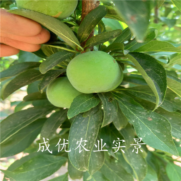 李子樹(shù)苗