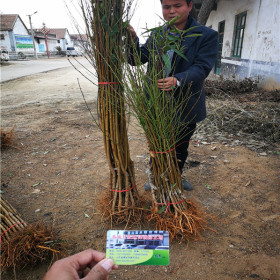 主干形种植金苹美油蟠桃苗技术 便宜金苹美油蟠桃苗基地