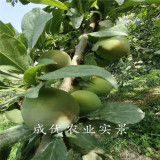 味帝李子树小苗,山东批发李子苗基地