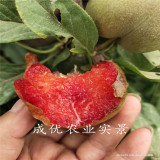 李子树小苗味帝,味帝李子树小苗价格