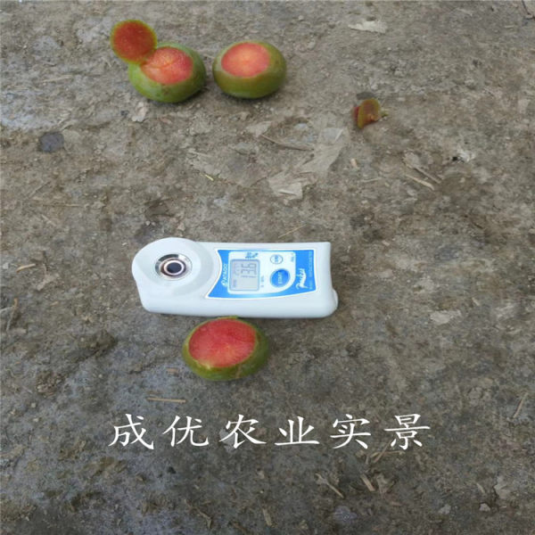 李子树苗