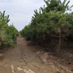 油松基地在哪里 采购油松产地