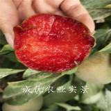 秋紅李子樹苗,風(fēng)味玫瑰李子苗價(jià)格