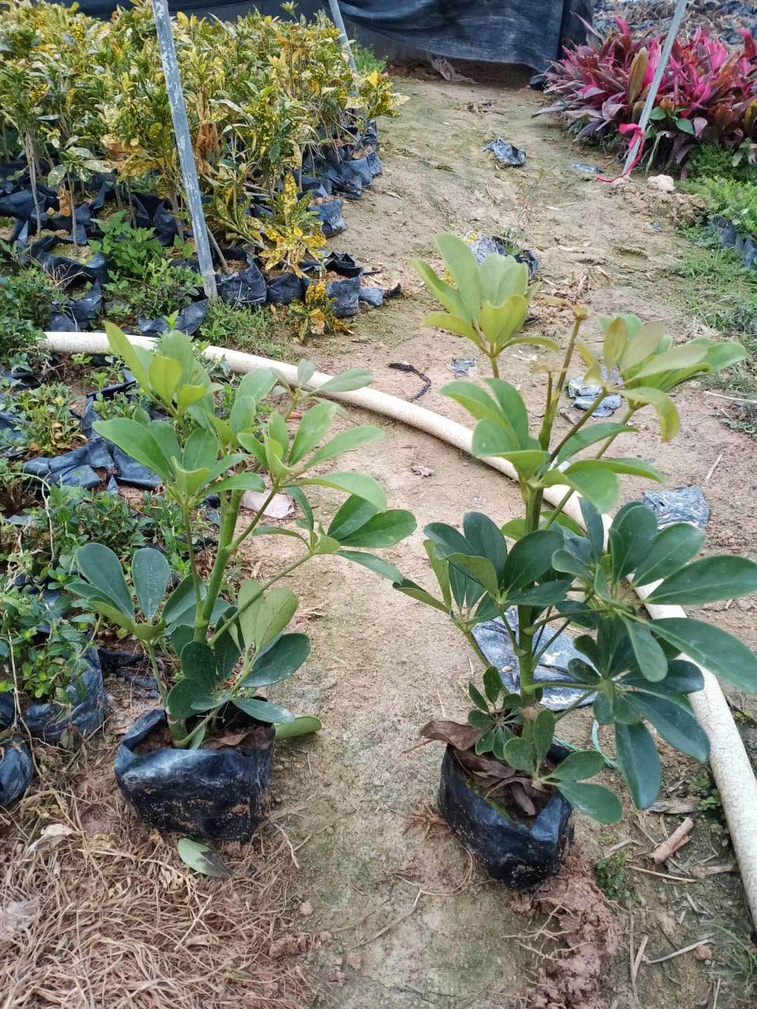 福建鴨腳木杯苗報價 鴨腳木營養缽苗廠家出售