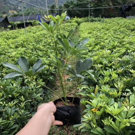 福建鸭脚木杯苗报价 鸭脚木营养钵苗厂家出售