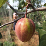 早酥紅梨是什么梨 早酥紅梨樹苗基地價格信息