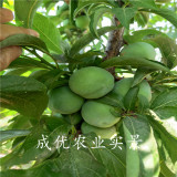 魁紅李子樹(shù)苗,蜂糖李子苗哪里賣(mài)