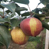 紅香酥梨樹苗基地 山東紅香酥梨樹苗價(jià)格信息