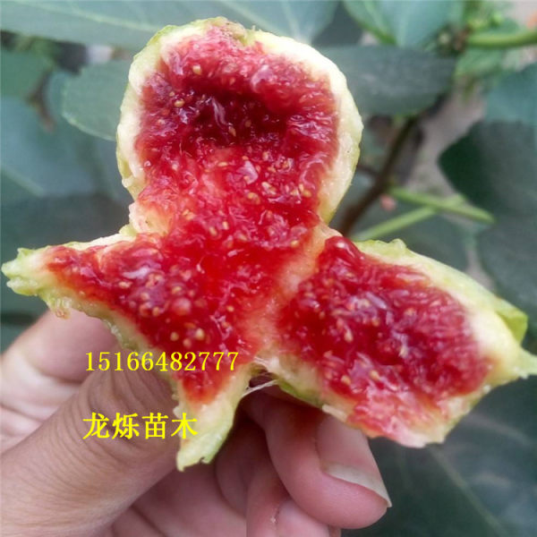 斯特拉无花果苗