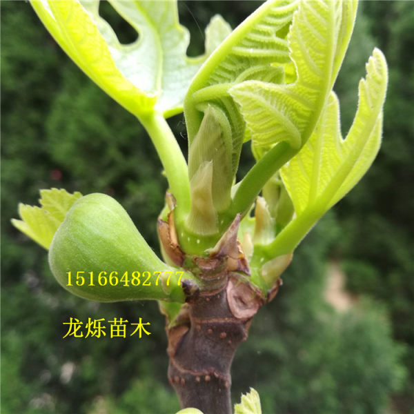 斯特拉无花果苗