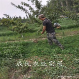 西梅女神李子樹苗,清脆李子苗基地