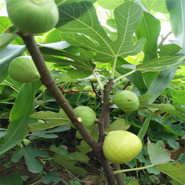 威海青皮无花果苗