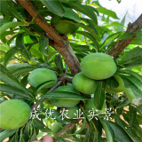 風(fēng)味玫瑰李子樹(shù)苗,魁紅李子苗多錢(qián)一棵