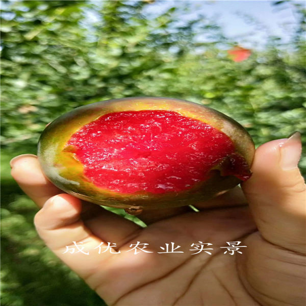 李子樹(shù)苗