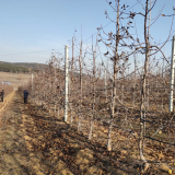 红肉苹果树苗多少钱一棵 苹果树苗哪里批发 苹果树苗价格多少