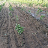 黑钻苹果树苗哪里有 早熟苹果树苗哪里卖 苹果树苗哪有