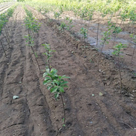 黑钻苹果树苗哪里有 早熟苹果树苗哪里卖 苹果树苗哪有