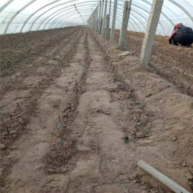 苹果树苗多少钱一棵 鲁丽苹果树苗哪里出售 苹果树苗哪有