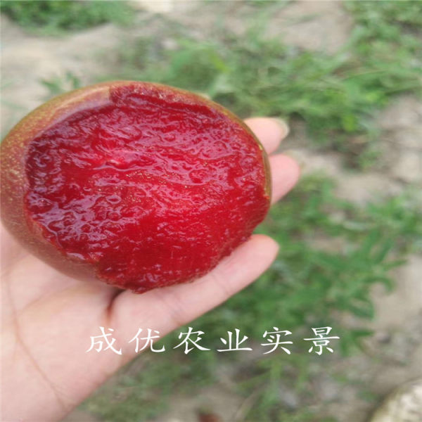 李子樹(shù)苗