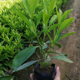 福建非洲茉莉小苗价格 非洲茉莉种植基地出售