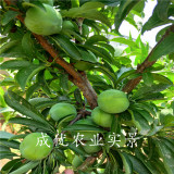 風(fēng)味玫瑰李子樹苗,風(fēng)味玫瑰李子苗價(jià)格