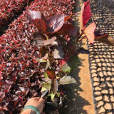 1年生紅桑苗價格 福建紅桑種植廠家批發(fā)