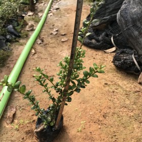 龟甲冬青小苗带土球供应价格 福建龟甲冬青种植基地批发