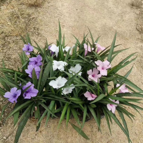 福建蓝花莉价格 行情 蓝花莉袋苗种植基地批发