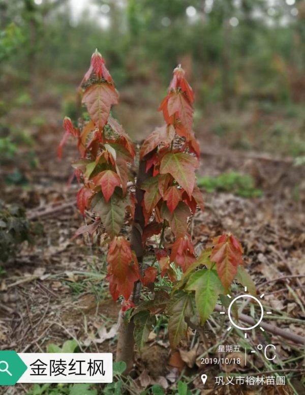 紅楓