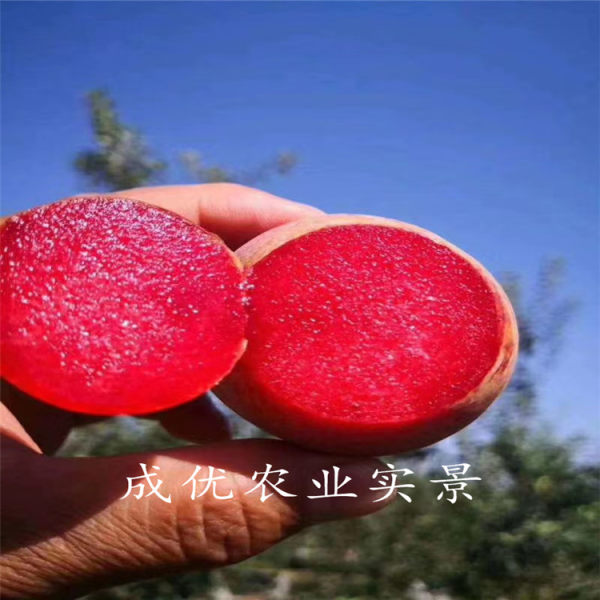 李子樹(shù)苗