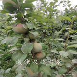 西梅藍莓李子樹苗,魁紅李子苗多錢一棵