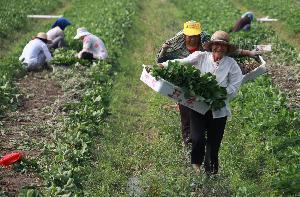 甜查理草莓苗品种介绍，草莓的口感怎么样