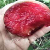 秋紅李子樹(shù)苗,西梅藍(lán)莓李子苗哪里有賣