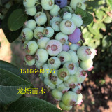 山东地区莱克西北高丛蓝莓苗种植小技巧分享