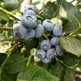 天后蓝莓苗品种介绍