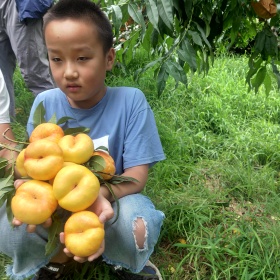 蟠桃樹苗 中蟠12桃樹苗價(jià)格 油蟠7桃苗大棚管理