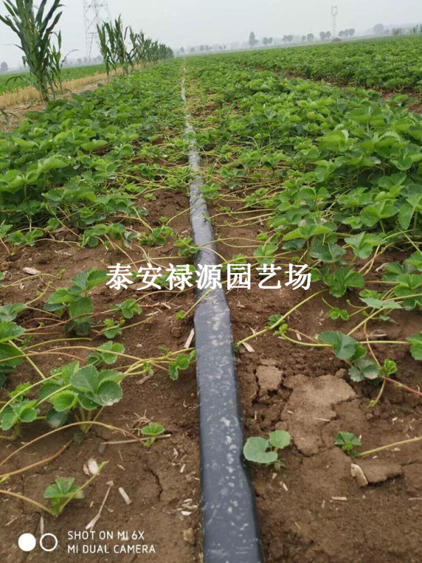 红颜草莓苗